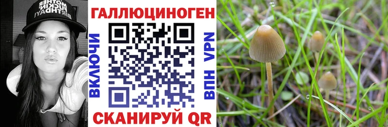 Псилоцибиновые грибы Cubensis сколько стоит это официальный сайт Сатка